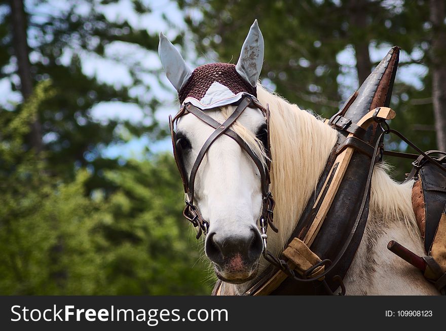 Selective Focus Photography Of White Horse