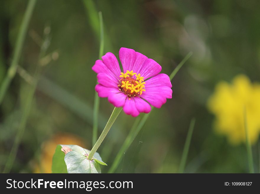 Purple Petaled Flower Bloom