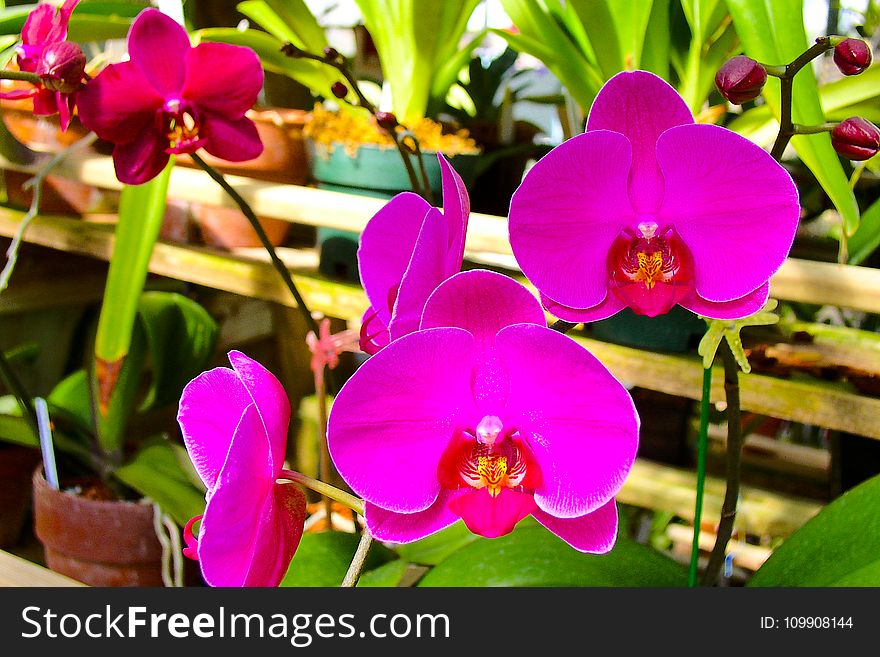 Pink Moth Orchids