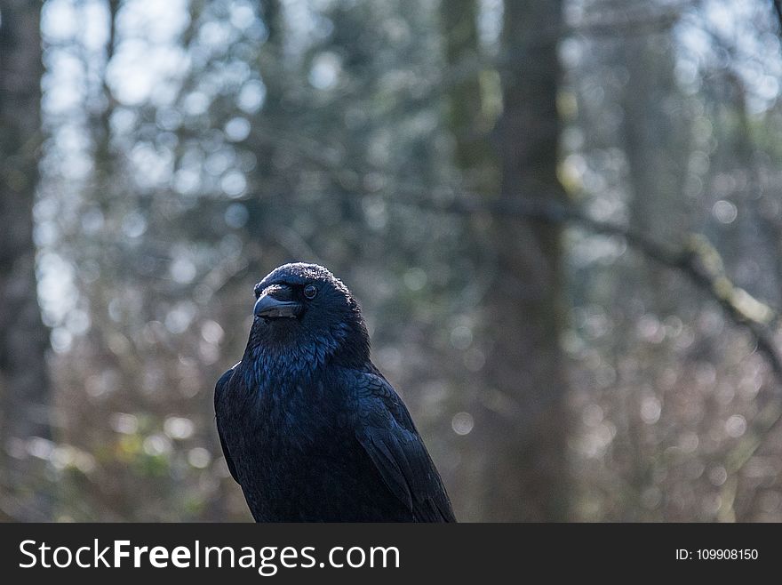 Black Bird Surrounded by Trees during Daytime