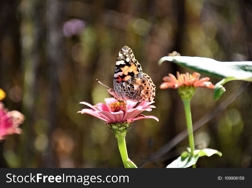 Close-up Photography of a Butterfly on top of the Pink Flower