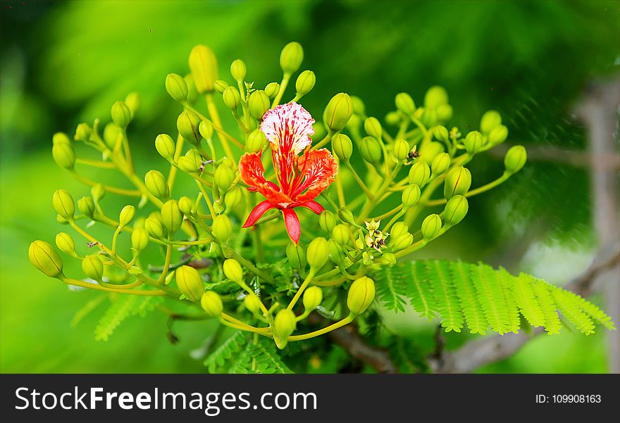 Selectorized Photography Of Red Petaled Plant