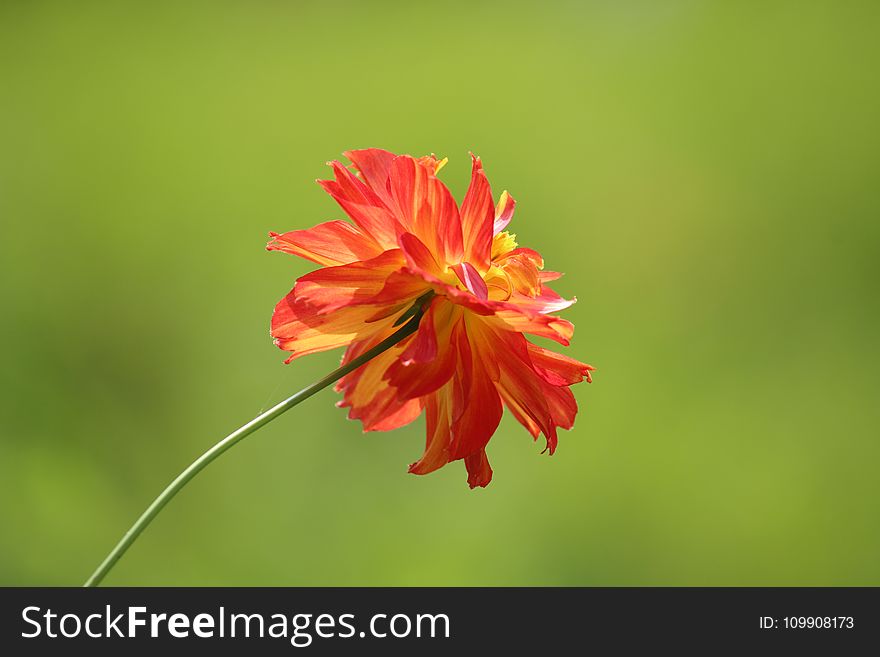 Tilt Shift Photography of Red and Yellow Flower