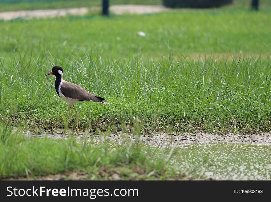 Brown And Black Bird On Grass