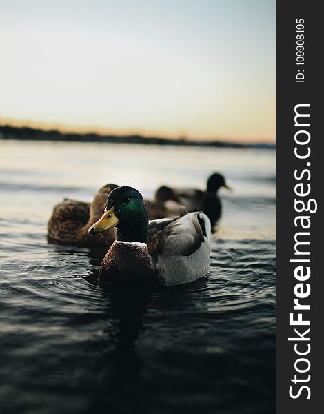 Depth Of Field Photography Of Mallard Duck On Body Of Water