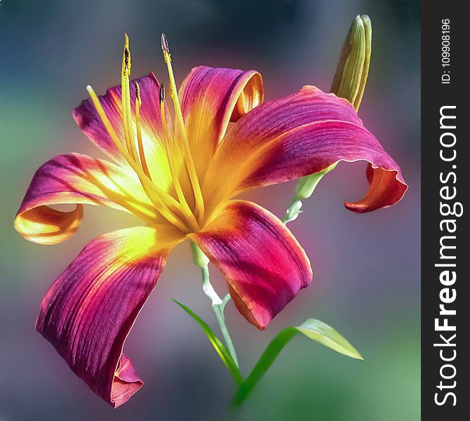 Purple And Yellow Petal Flower