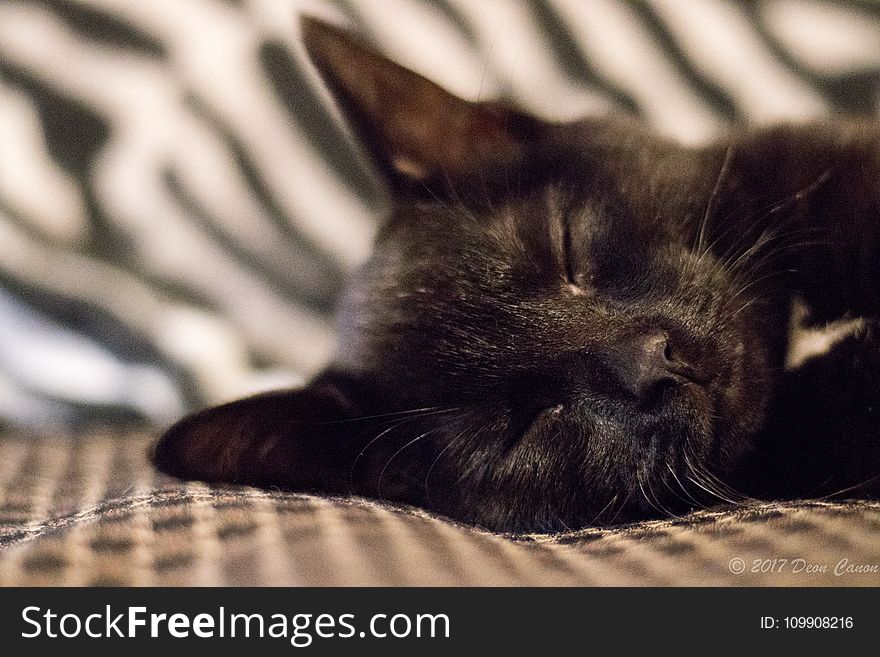 Selective Focus of Black Cat Photo