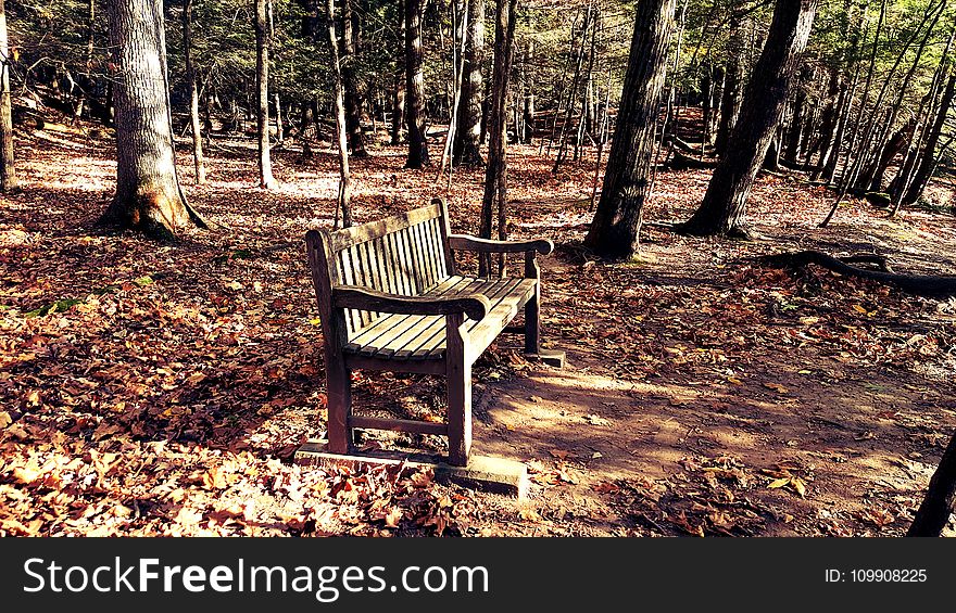 Brown Wooden Bench in the Middle of Forest