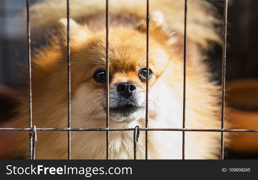 Long-coated Brown Puppy Inside Cage