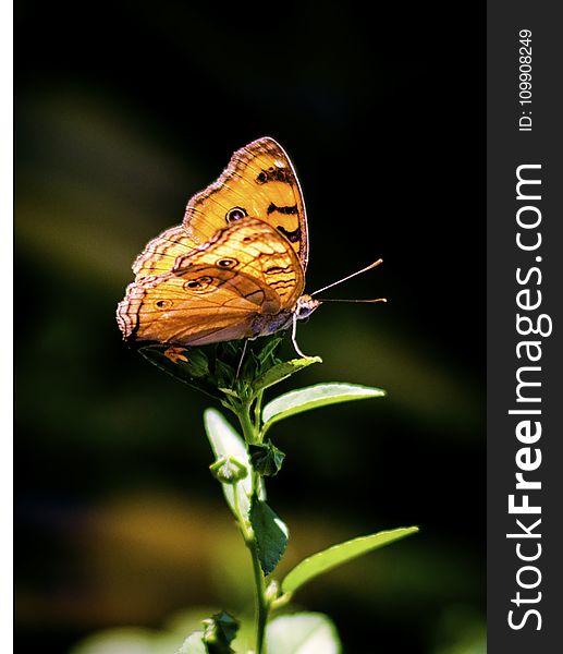 Brown and Gray Butterfly Perching on Plant