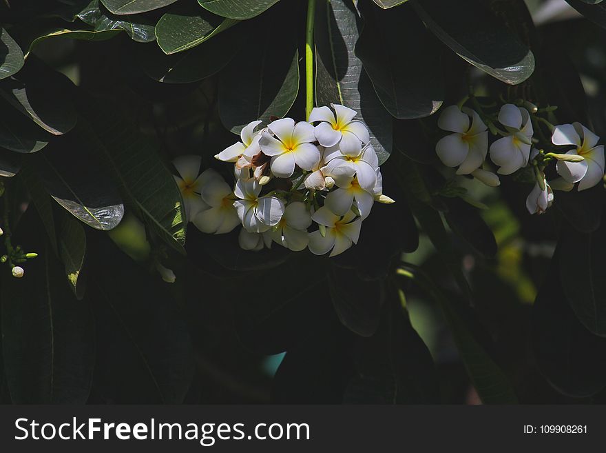 White And Yellow Flowers Photography