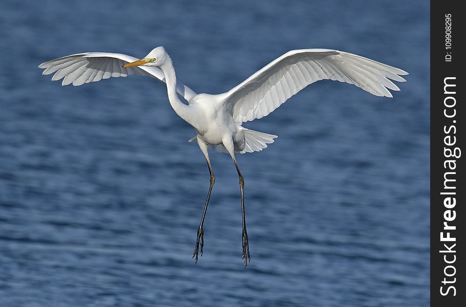 Close-up Photography of a White Egret