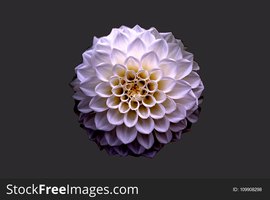 White and Purple Petaled Flower