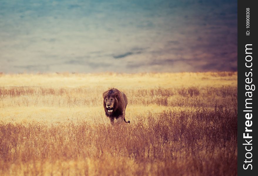 Brown Lion Walking on Brown Withered Grass Field