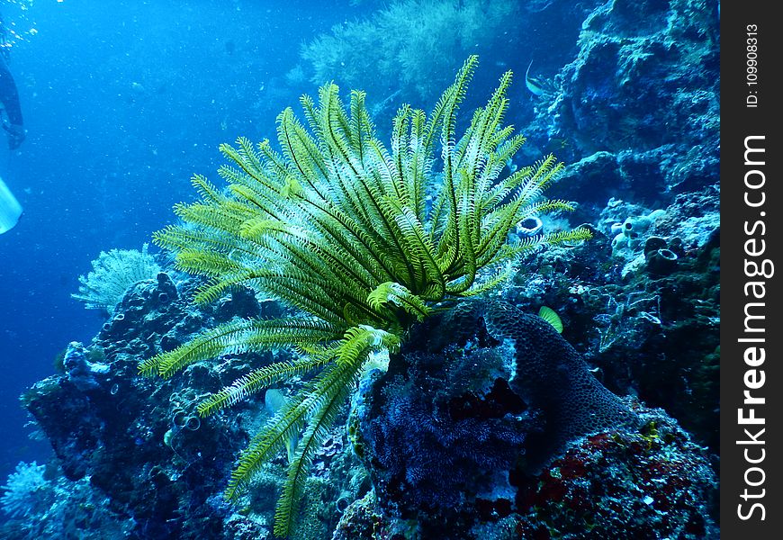 Green Coral Reef Under Water