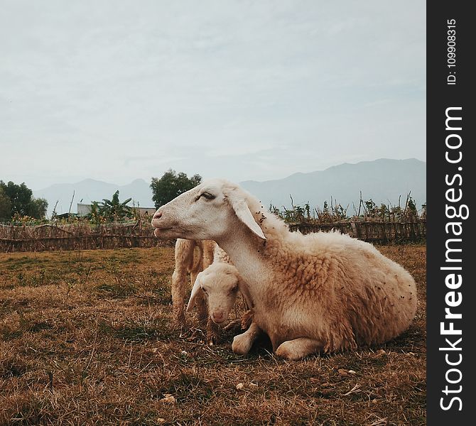 Three White Goats On Field