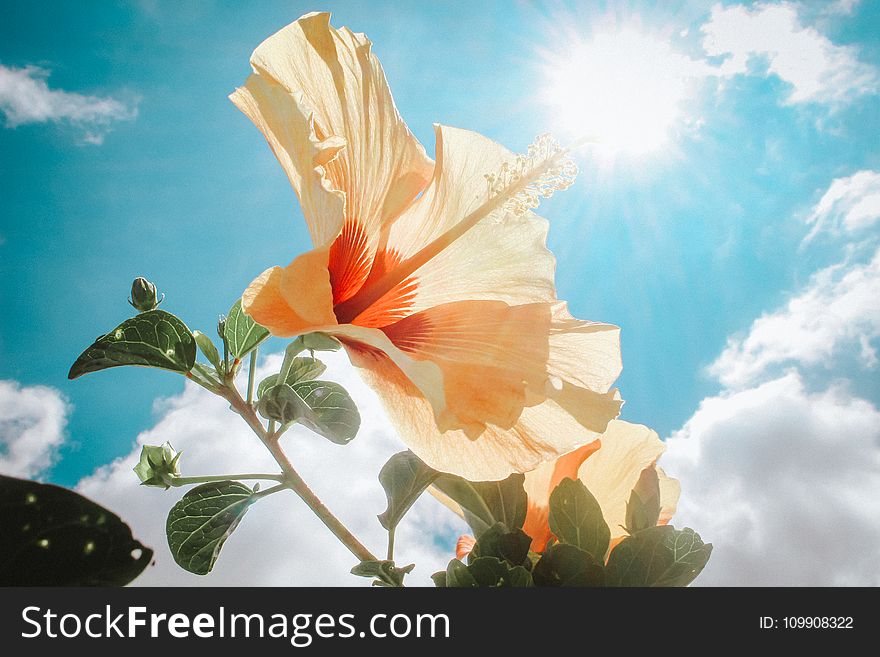 Photography of Yellow Hibiscus Under Sunlight