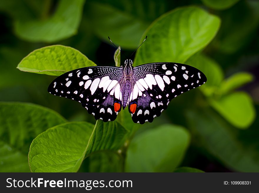 Close-up Photography Of A Butterfly