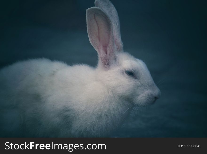 Selective Focus Photography of White Rabbit
