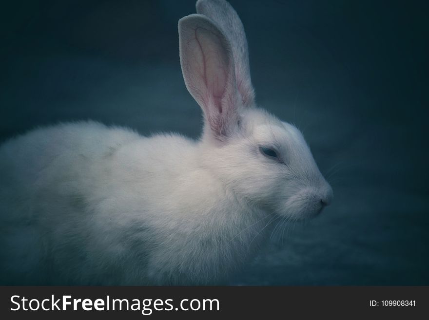 Selective Focus Photography Of White Rabbit