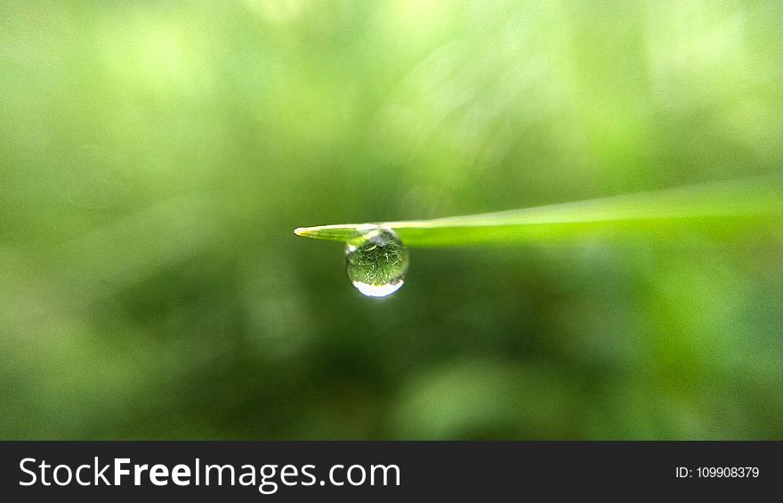 Water Drop On Green Leaf