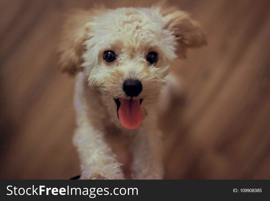 Cream Toy Poodle