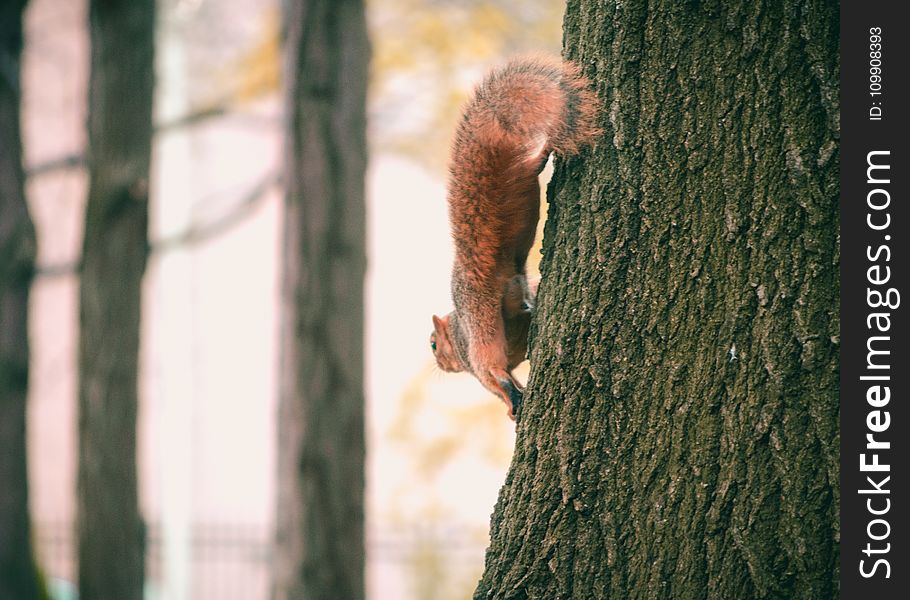 Brown Squirrel on Black Tree