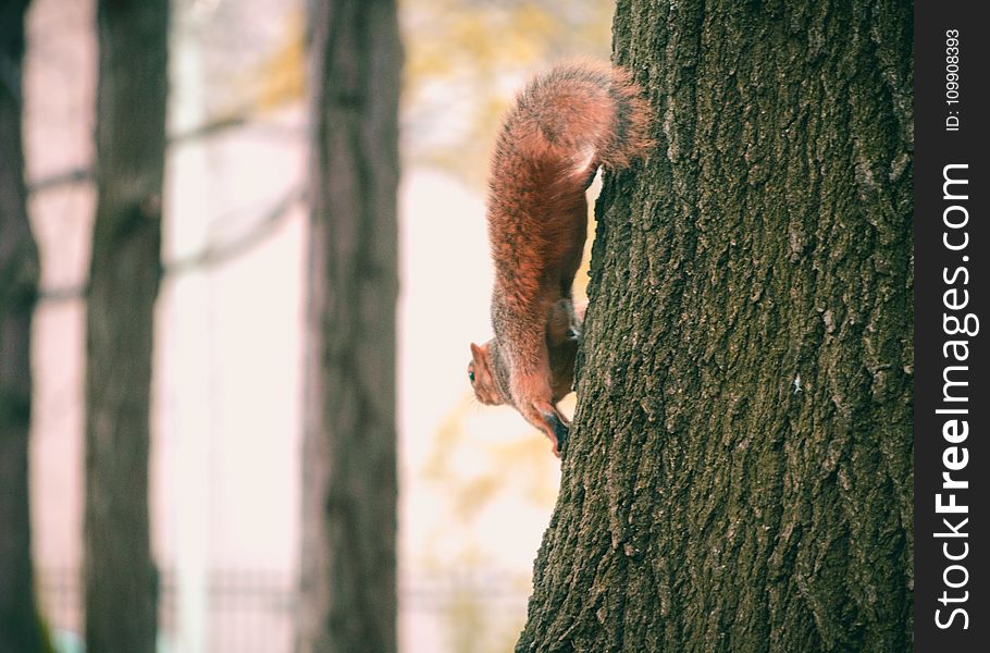 Brown Squirrel On Black Tree