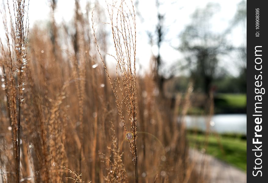 Photo Of Brown Grass Field