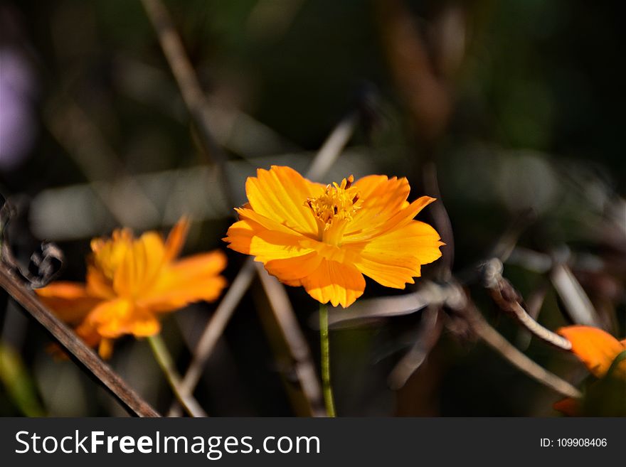 Selective Focus Photography of Yellow Tithonia Flowers