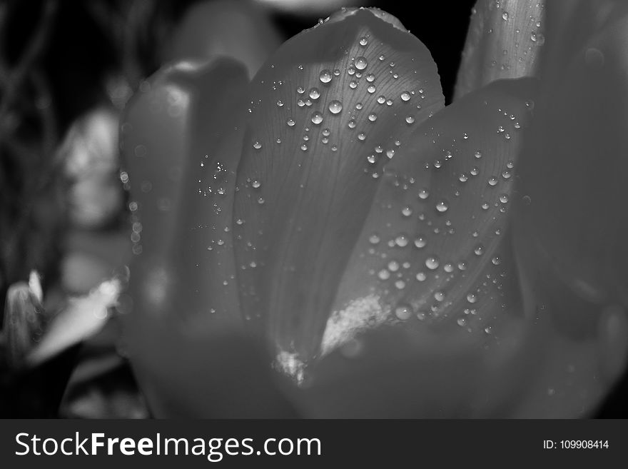 Grayscale White Petaled Flower With Dew