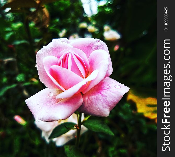 Pink Rose Flower In Closeup Photo