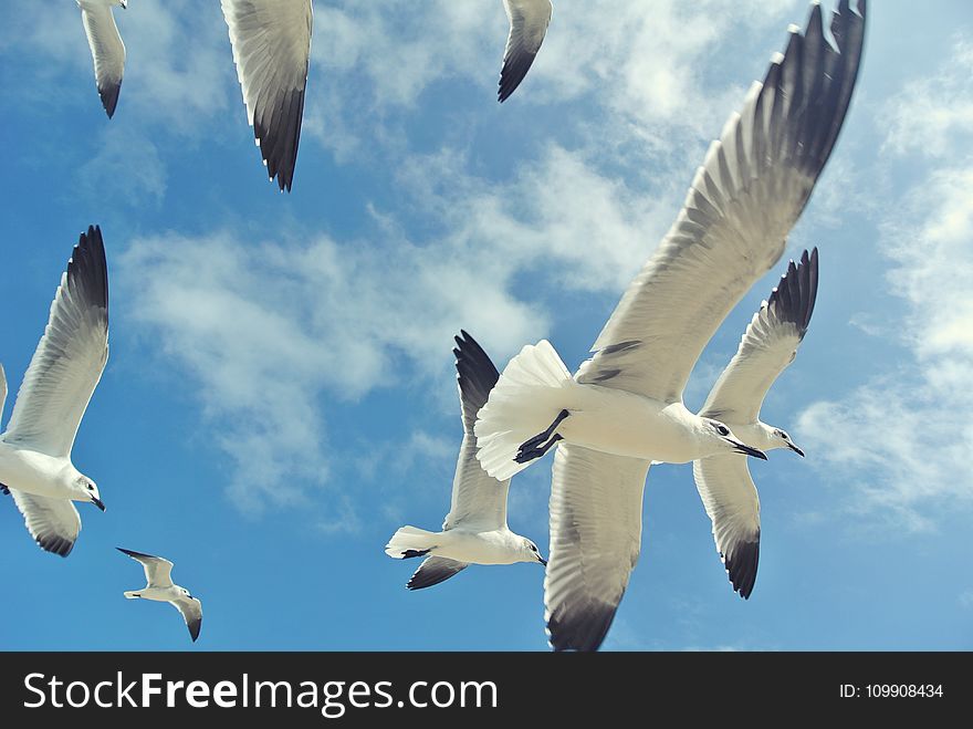 Low Angle Photography Of Small Beak White And Black Feathered Birds