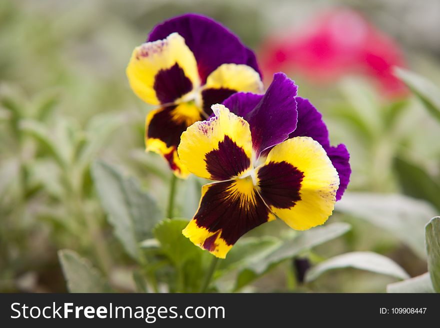 Selective Focus Photography of Yellow and Purple Petaled Flowers