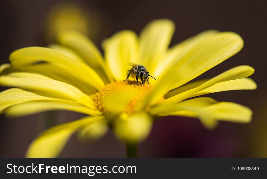 Honeybee Perched on Yellow Petaled Flower in Closeup Photo