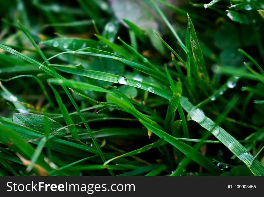 Macro Photography Of Blade Of Grass