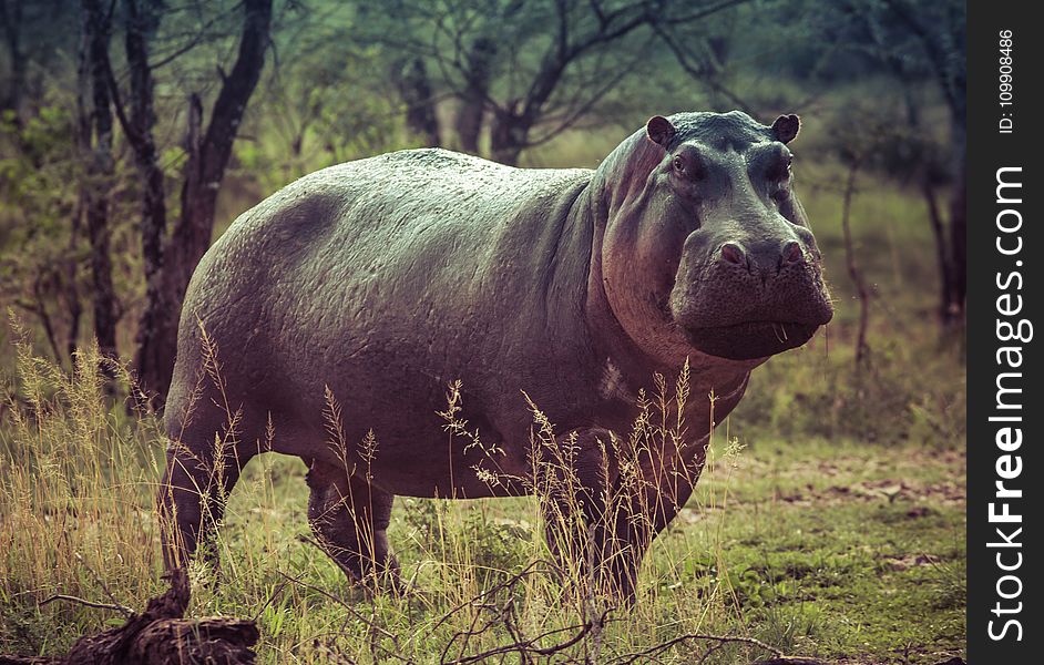 Black Hippopotamus on Green Grass