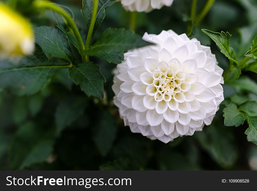 White Cluster Flower