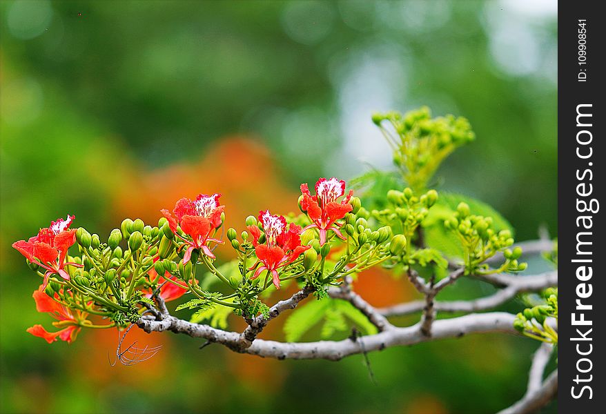 Red Flowers in Tree Photography