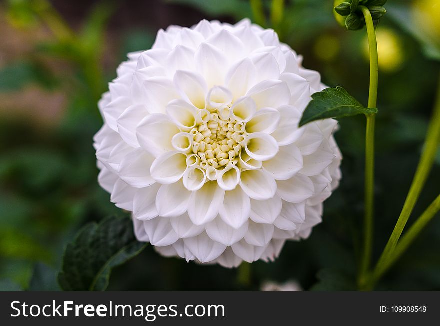 White Ball Dahlia Closeup Photography