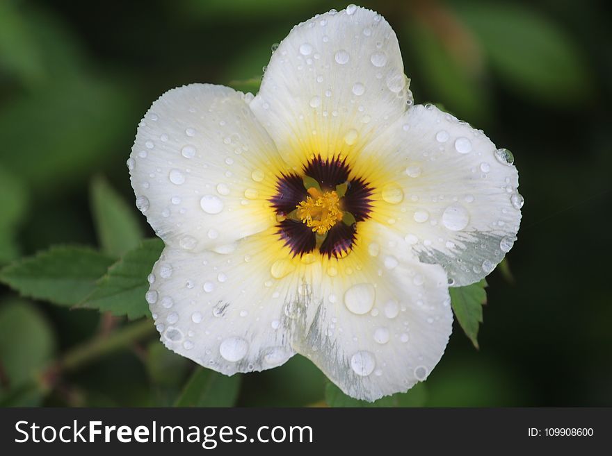 Bokeh Photo of White Flower