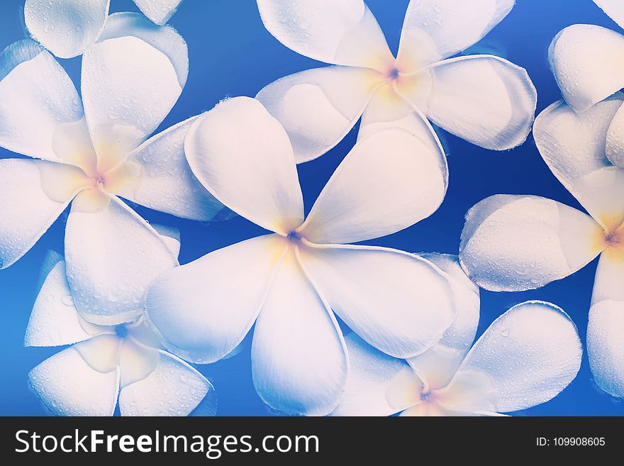 Tilt Lens Photography of White Flowers