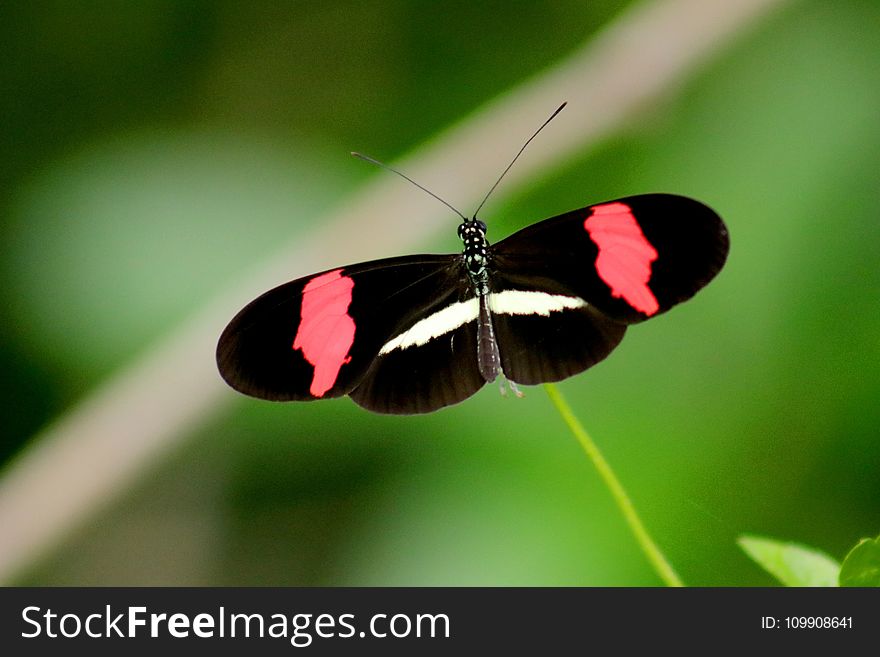 Black, Red, and White Butterfly in Closeup Photo