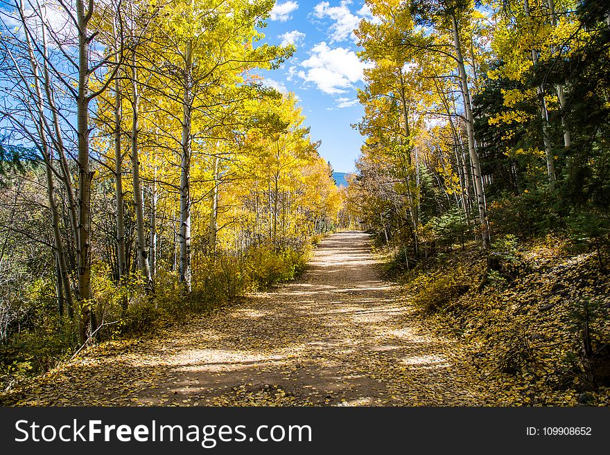 Green Trees and Brown Path W