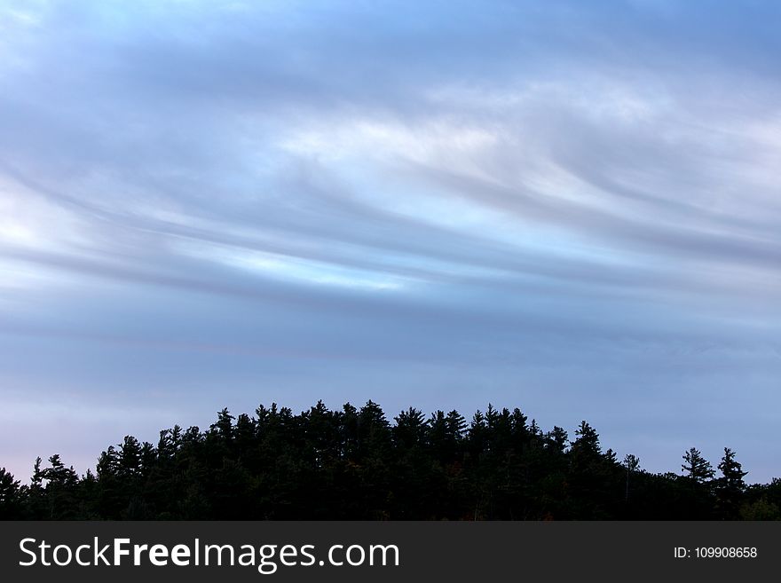 Silhouette Photography Of Trees