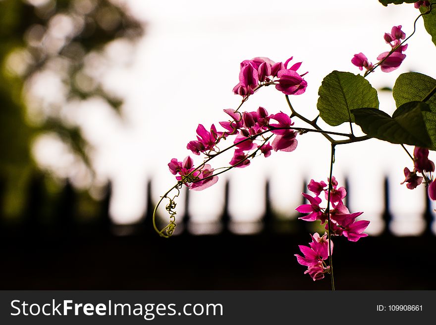 Pink Petaled Flower