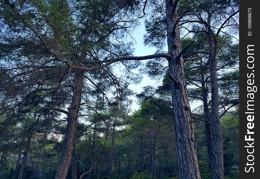 Green Trees At Daytime