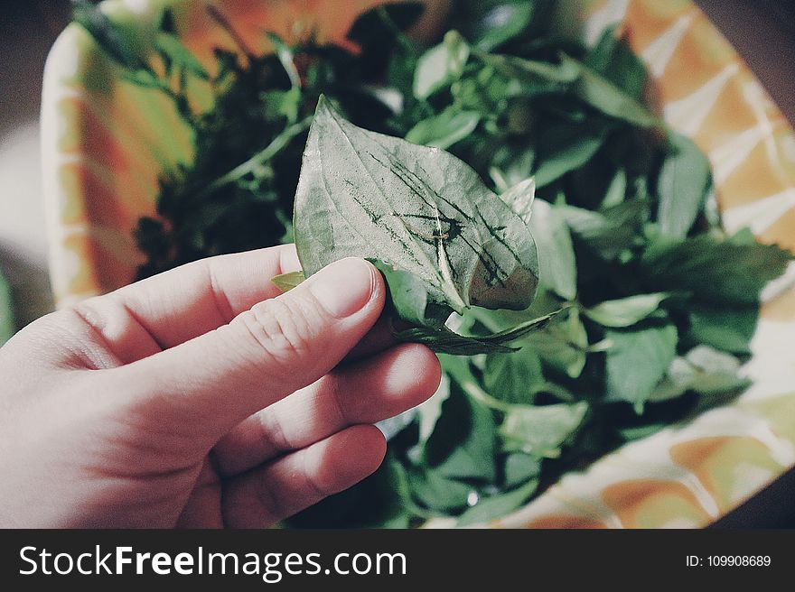 Person Holding Two Green Leaves