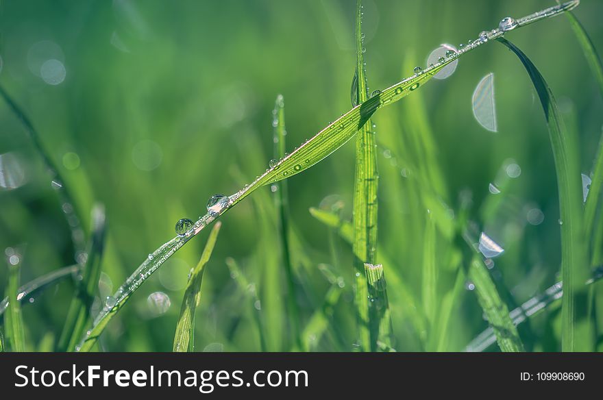 Macro Shot of Green Grass