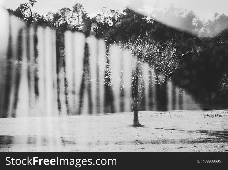 Grayscale Photography Of A Tree